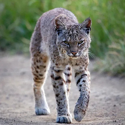 Bobcat