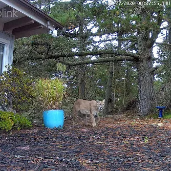 Puma in the backyard